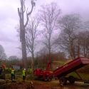 Tree Removal For Elgin Academy