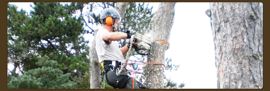 Tree Surgeon, Inverness, Elgin, Nairn, Forres