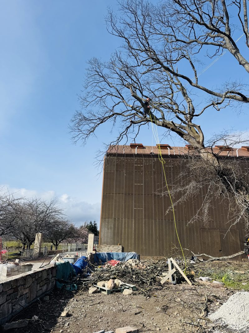 Wyvis climber dismantling an elm tree affected by Dutch elm disease at a local distillery