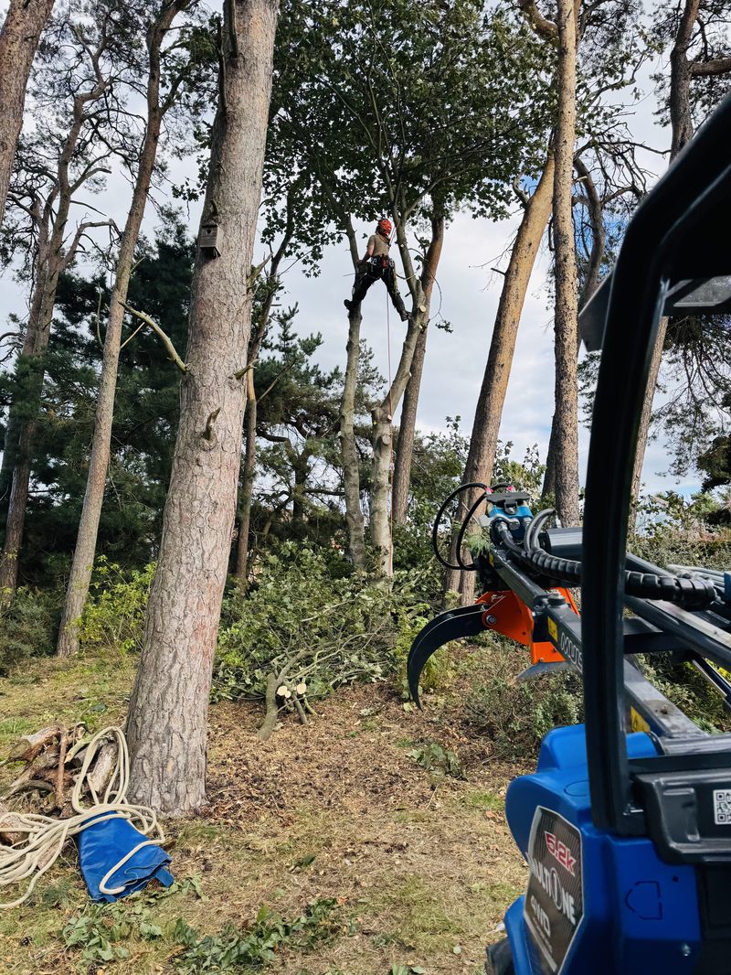 Climber high in a Scots pine