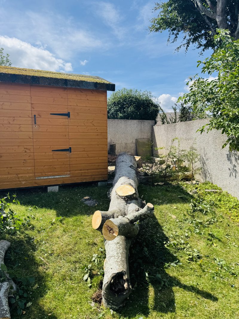 Large tree felled in sections in a domestic Highland garden