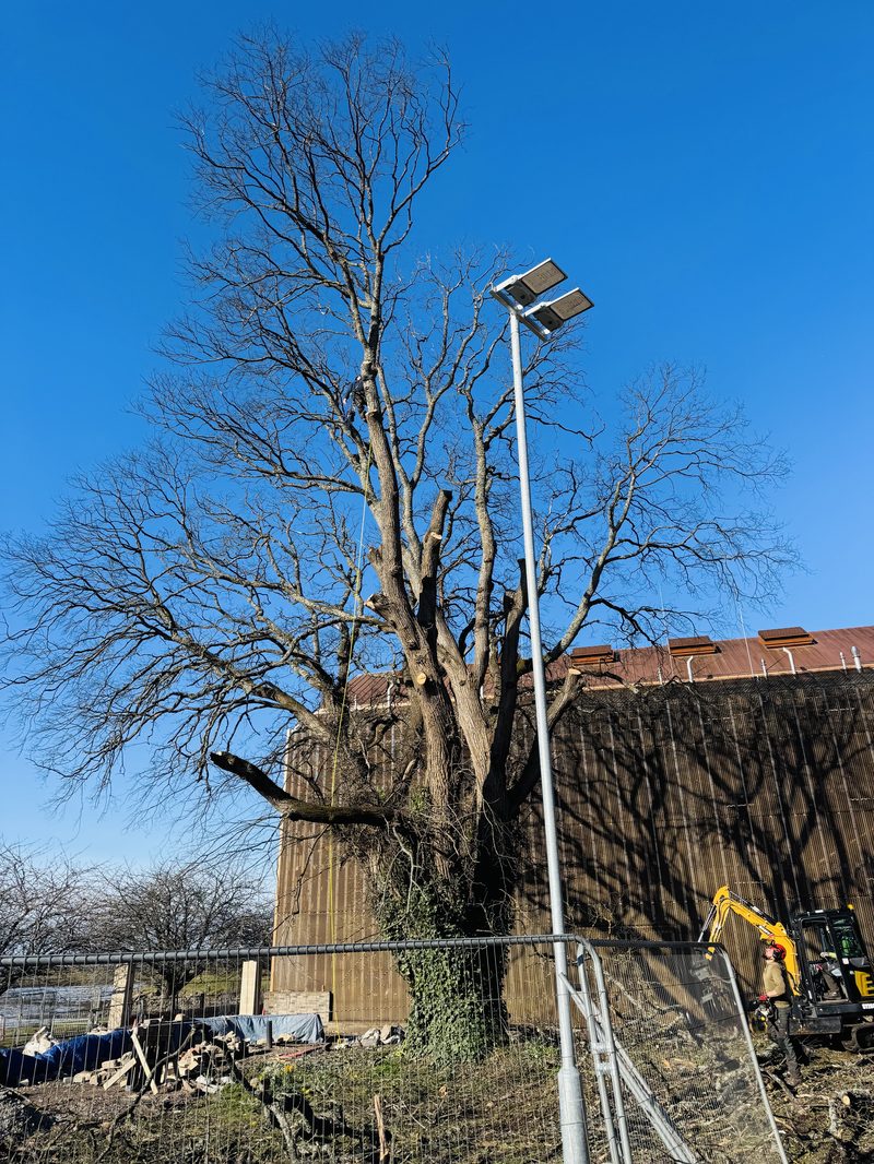 Mature broadleaf prepared for sectional dismantling
