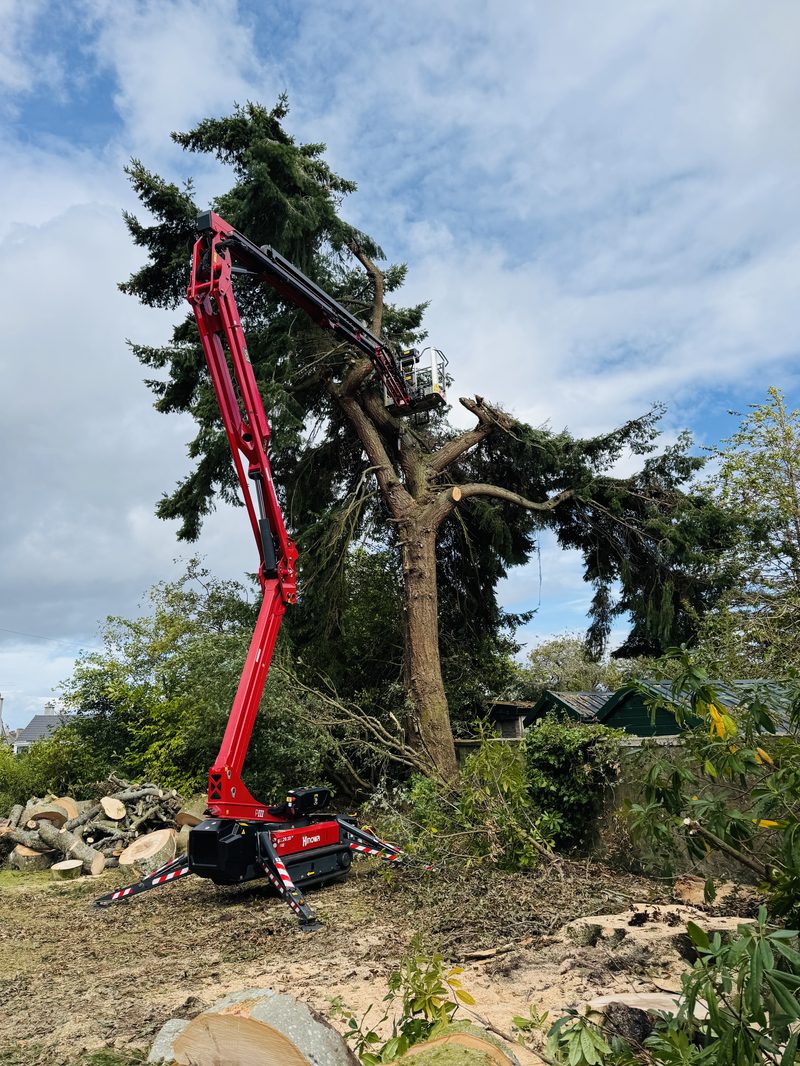 Wyvis arborist performing sectional tree felling at height