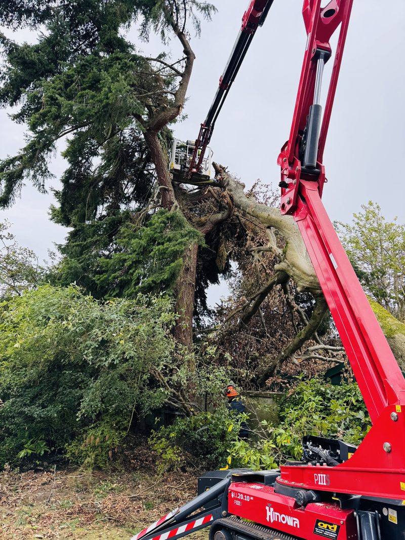 Spider-lift removing a storm-damaged tree, controlled section by section